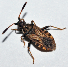 Strobilotoma typhaecornis