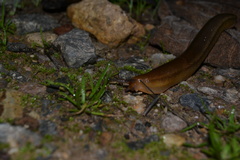 Geomalacus anguiformis