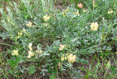 Astragalus calycinus