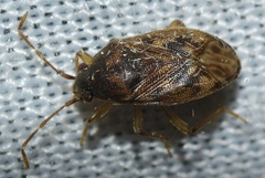 Stygnocoris mandibularis