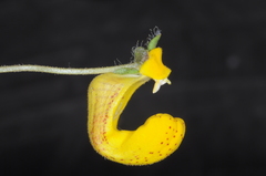 Calceolaria polyrhiza