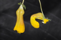 Calceolaria polyrhiza