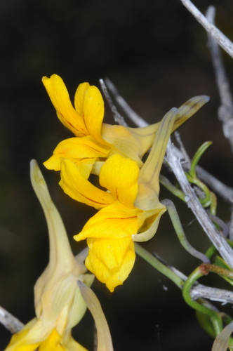 Tropaeolum porifolium (Tropaeolum porifolium)