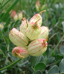 Astragalus calycinus