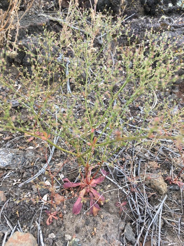 Image of Eriogonum hirtiflorum by (c) Matt Berger, some rights reserved (CC BY)