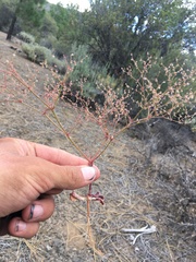 Eriogonum hirtiflorum