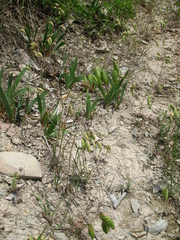 Bromus briziformis