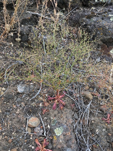 Image of Eriogonum hirtiflorum by (c) Matt Berger, some rights reserved (CC BY)