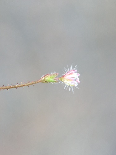 Image of Eriogonum hirtiflorum by (c) Matt Berger, some rights reserved (CC BY)
