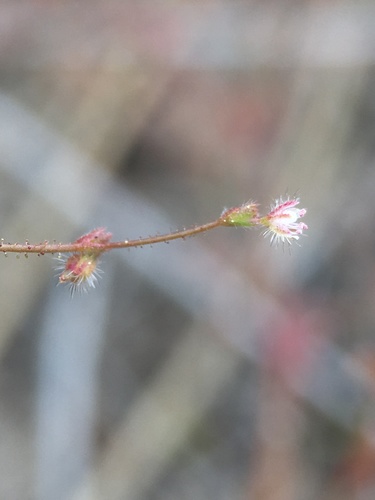 Image of Eriogonum hirtiflorum by (c) Matt Berger, some rights reserved (CC BY)