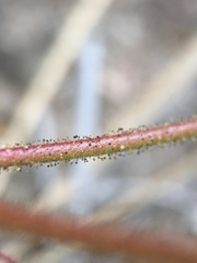 Eriogonum hirtiflorum