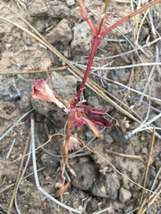 Eriogonum hirtiflorum
