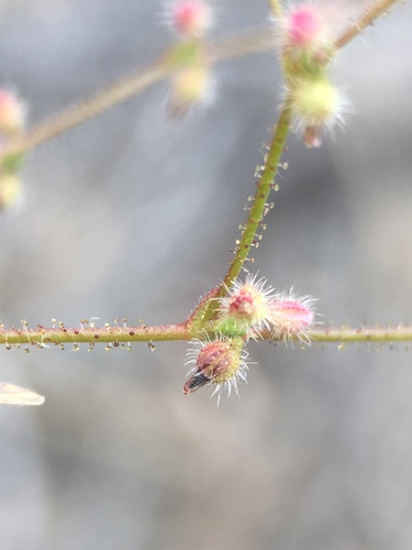 Image of Eriogonum hirtiflorum by (c) Matt Berger, some rights reserved (CC BY)