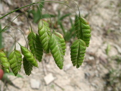 Bromus briziformis