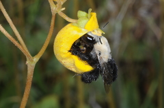 Centris cineraria