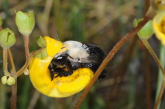 Centris cineraria