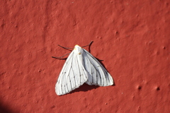 Neuromelia selectata