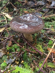 Lactarius kauffmanii