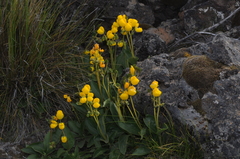 Calceolaria volckmannii