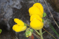 Calceolaria volckmannii