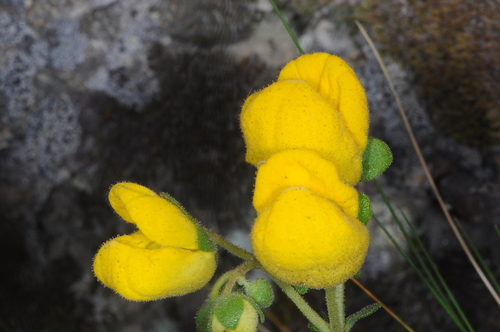 Calceolaria volckmannii (Calceolaria volckmannii)