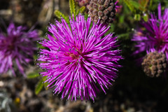 Mimosa burkartii