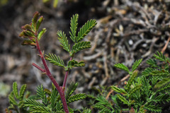 Mimosa burkartii