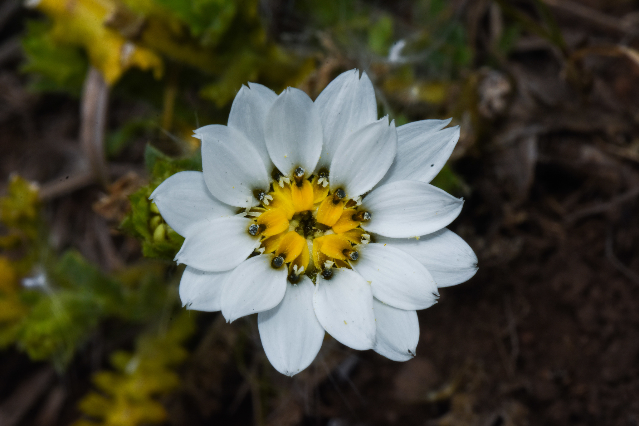 Perezia multiflora ssp. sonchifolia