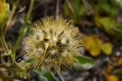 Perezia multiflora sonchifolia