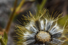 Perezia multiflora sonchifolia