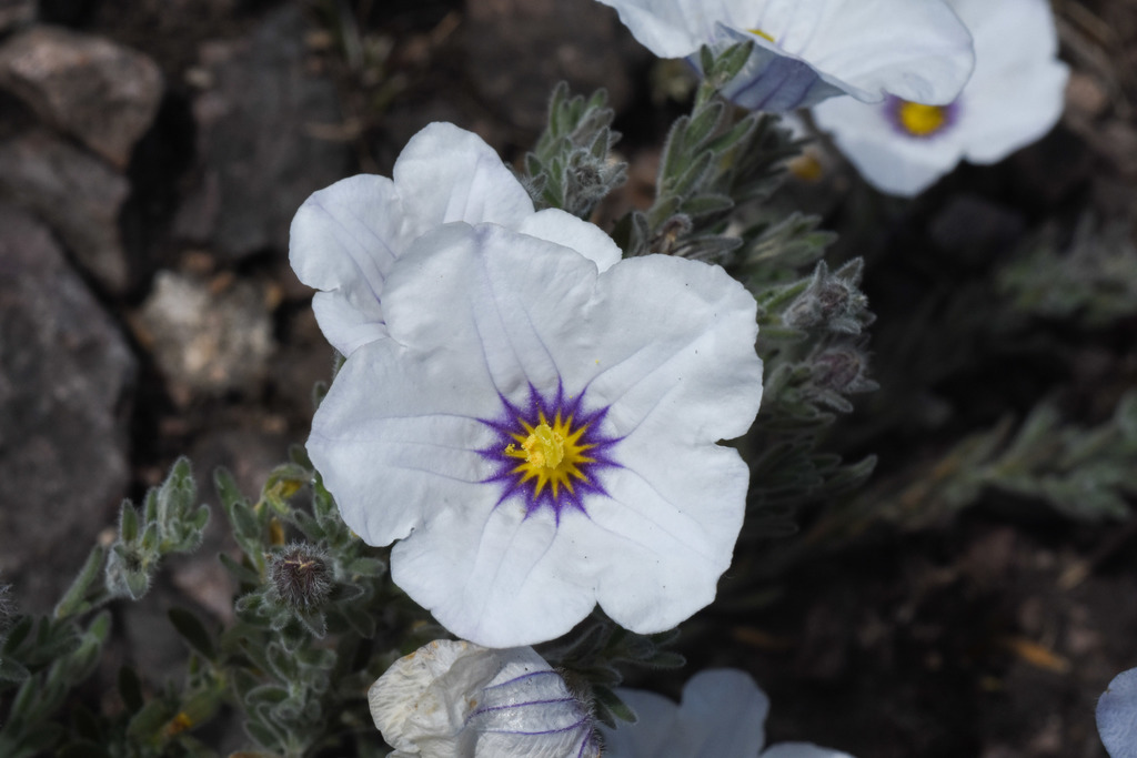 Nierembergia ericoides