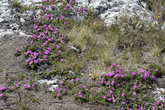 Mimosa burkartii