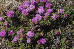 Mimosa burkartii