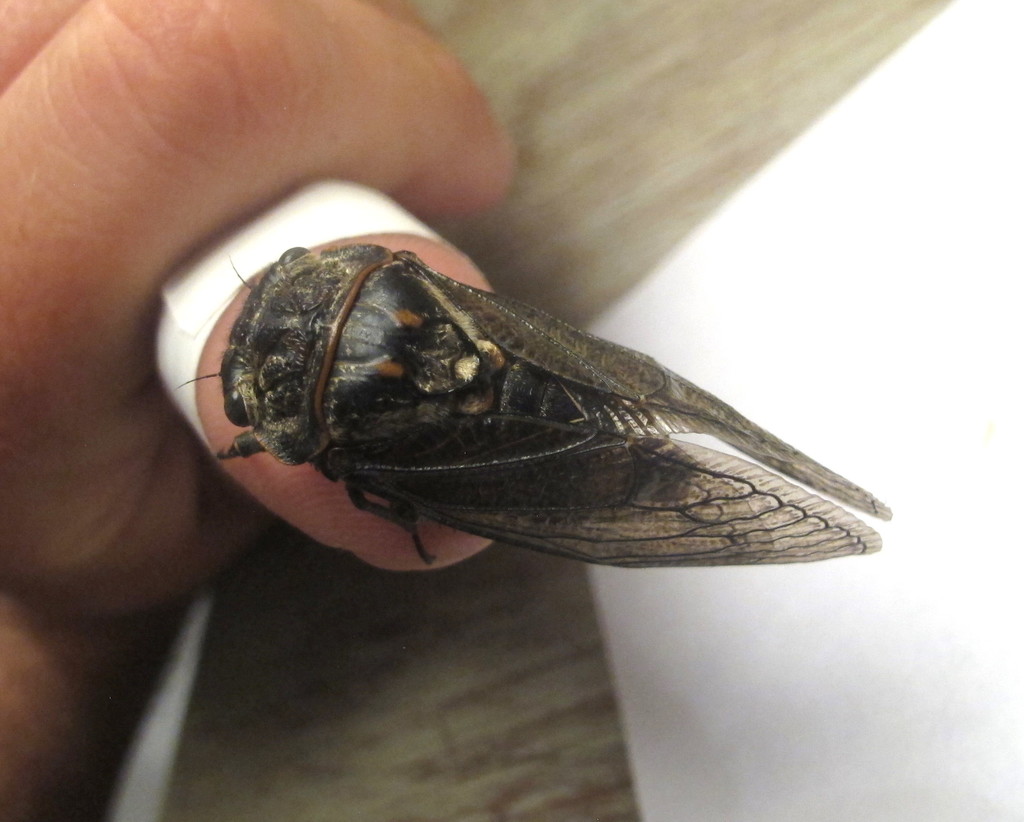 Tettigotoma