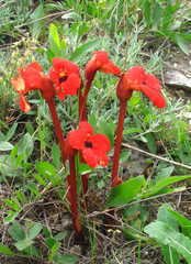 Phelypaea coccinea