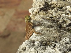 Agama picticauda image