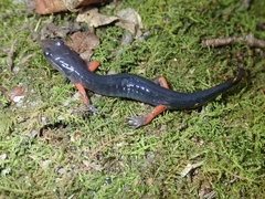 Plethodon shermani