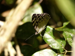 Hamadryas feronia