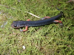 Plethodon shermani