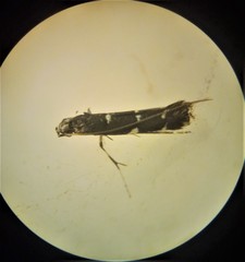 Corythoxestis zorionella