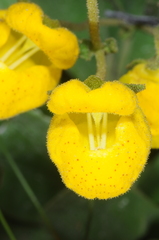 Calceolaria volckmannii