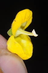 Calceolaria volckmannii