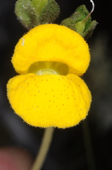 Calceolaria volckmannii