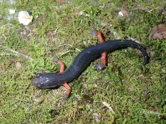 Plethodon shermani
