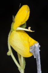 Calceolaria volckmannii