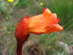 Phelypaea coccinea