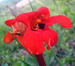 Phelypaea coccinea