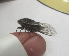 Alarcta quadrimacula