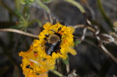 Alloscirtetica