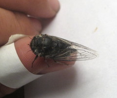 Alarcta quadrimacula